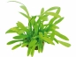 Preview: Sagittaria subulata var. pusilla - Zwergpfeilkraut